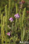Marsh Clubmoss (Lycopodiella inundata)