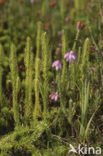 Marsh Clubmoss (Lycopodiella inundata)