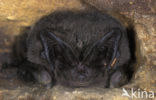 western barbastelle (Barbastella barbastellus) 