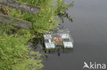 Muskrat (Ondatra zibethicus)