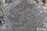 Muurdaalder (Diploschistes scruposus) 