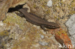 Muurhagedis (Podarcis muralis) 