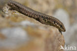 Wall Lizard (Podarcis muralis)