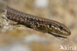 Muurhagedis (Podarcis muralis) 