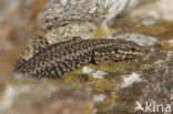 Wall Lizard (Podarcis muralis)