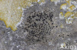 Opegrapha calcarea