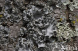 Netschildmos (Rimelia reticulata)