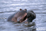 Nijlpaard (Hippopotamus amphibius) 