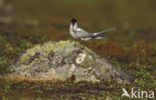 Arctic Tern (Sterna paradisaea)