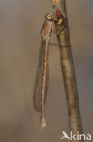 Noordse winterjuffer (Sympecma paedisca) 