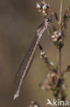 Noordse winterjuffer (Sympecma paedisca) 