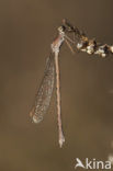 Siberian winter Damselfly (Sympecma paedisca)