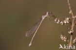 Siberian winter Damselfly (Sympecma paedisca)