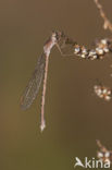 Siberian winter Damselfly (Sympecma paedisca)