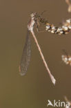 Noordse winterjuffer (Sympecma paedisca) 