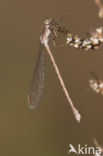 Siberian winter Damselfly (Sympecma paedisca)