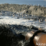 Northsea beach