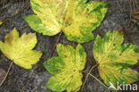 Norway Maple (Acer platanoides)