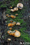 Oesterzwam (Pleurotus spec)