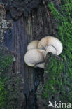 Oesterzwam (Pleurotus spec)