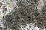Olijf-schildmos (Pleurosticta acetabulum)