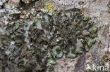 Olijf-schildmos (Pleurosticta acetabulum)