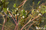 Ondergedoken moerasscherm (Apium inundatum) 