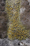 Lecanora pannonica