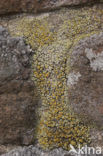 Lecanora pannonica