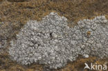 Lecanora pannonica