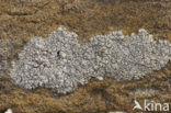 Lecanora pannonica