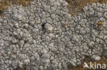 Lecanora pannonica