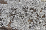 Lecanora pannonica