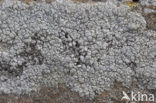 Lecanora pannonica