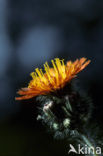 orange hawkweed (Hieracium aurantiacum)