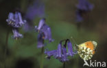 Orange-tip (Anthocharis cardamines)