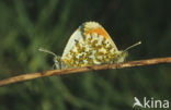 Orange-tip (Anthocharis cardamines)