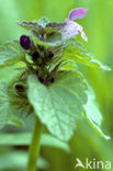 Paarse dovenetel s.s. (Lamium purpureum)