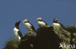 Atlantic Puffin (Fratercula arctica)