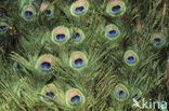 Pauw (Pavo cristatus)