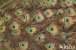 Pauw (Pavo cristatus)