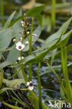 Pijlkruid (Sagittaria sagittifolia)
