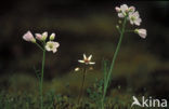 Pinksterbloem (Cardamine pratensis)