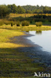 Pitrus (Juncus effusus)