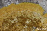 Platte citroenkorst (Caloplaca aurantia)