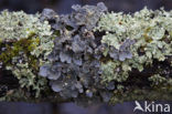 powdered moon lichen (Sticta limbata)