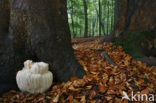 Bearded tooth (Hericium erinaceus)