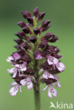 Lady Orchid (Orchis purpurea)