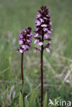 Lady Orchid (Orchis purpurea)
