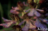 Lady Orchid (Orchis purpurea)